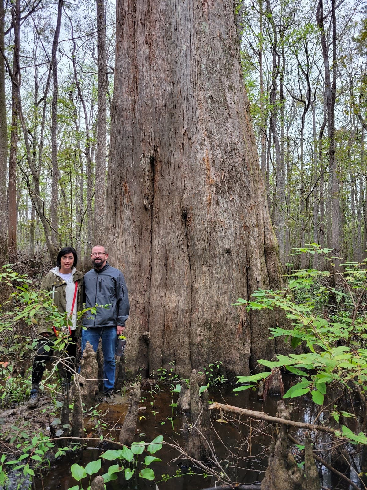 Cypress Tree