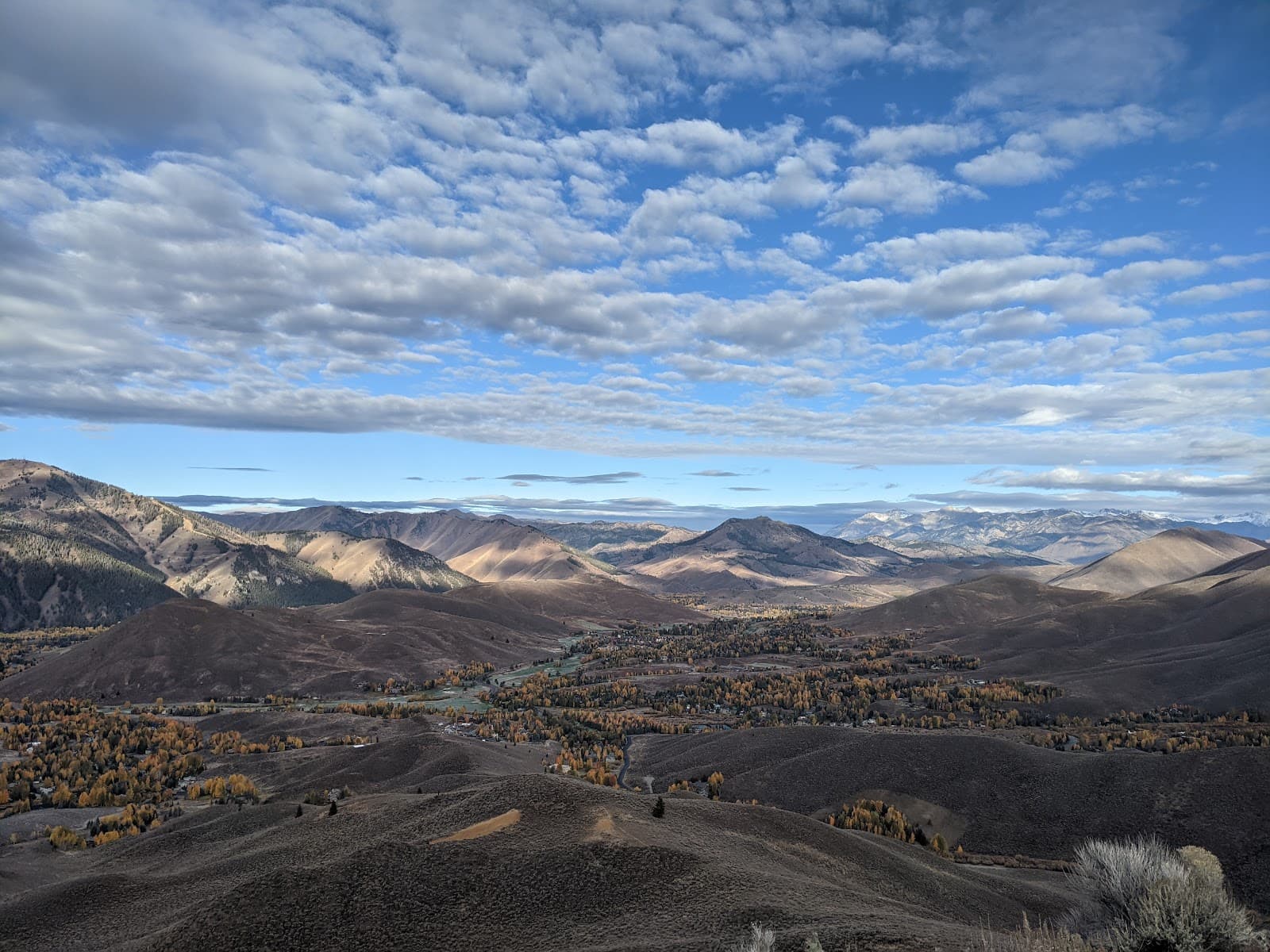 Elkhorn