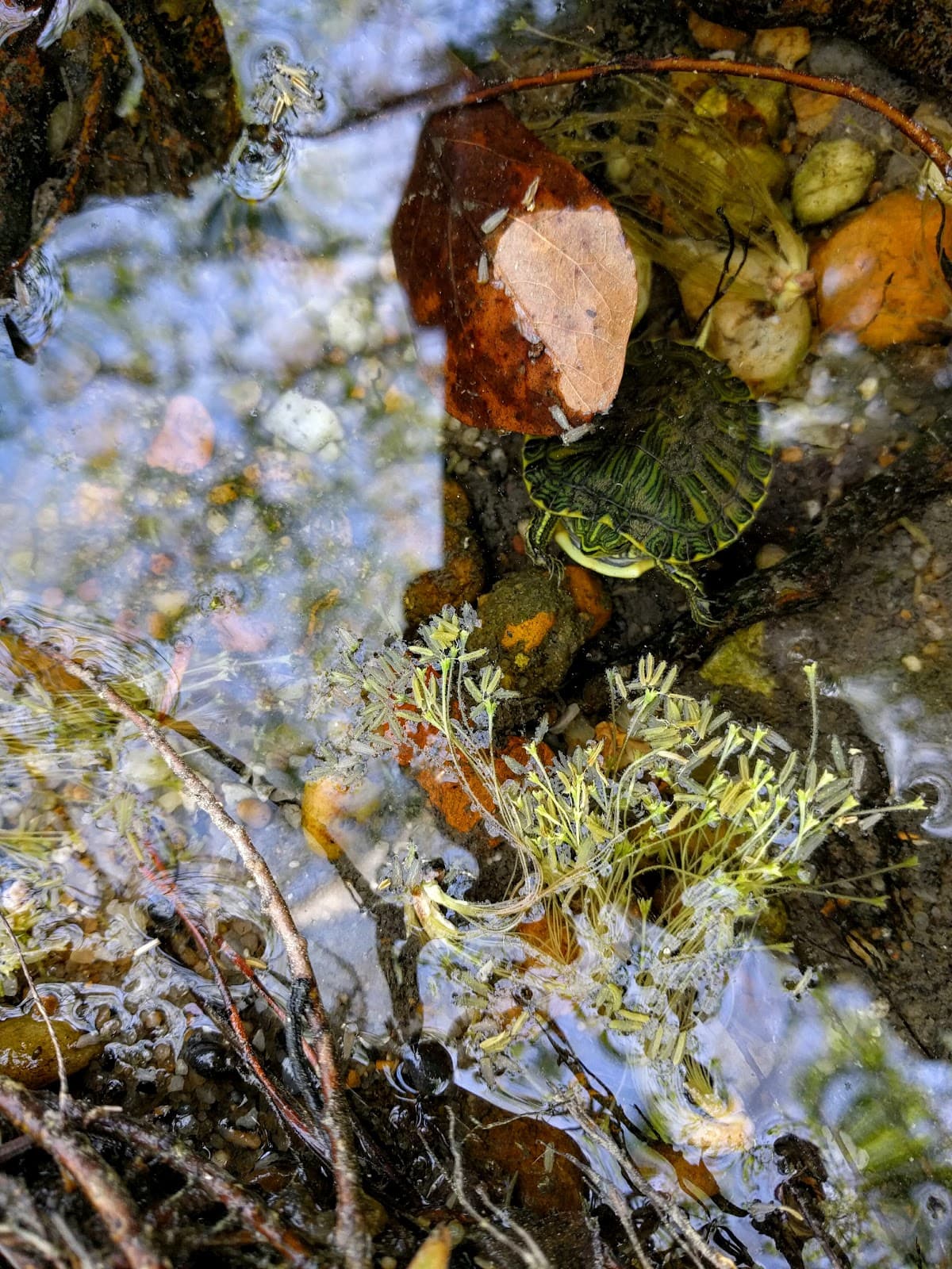 Lagoon Park