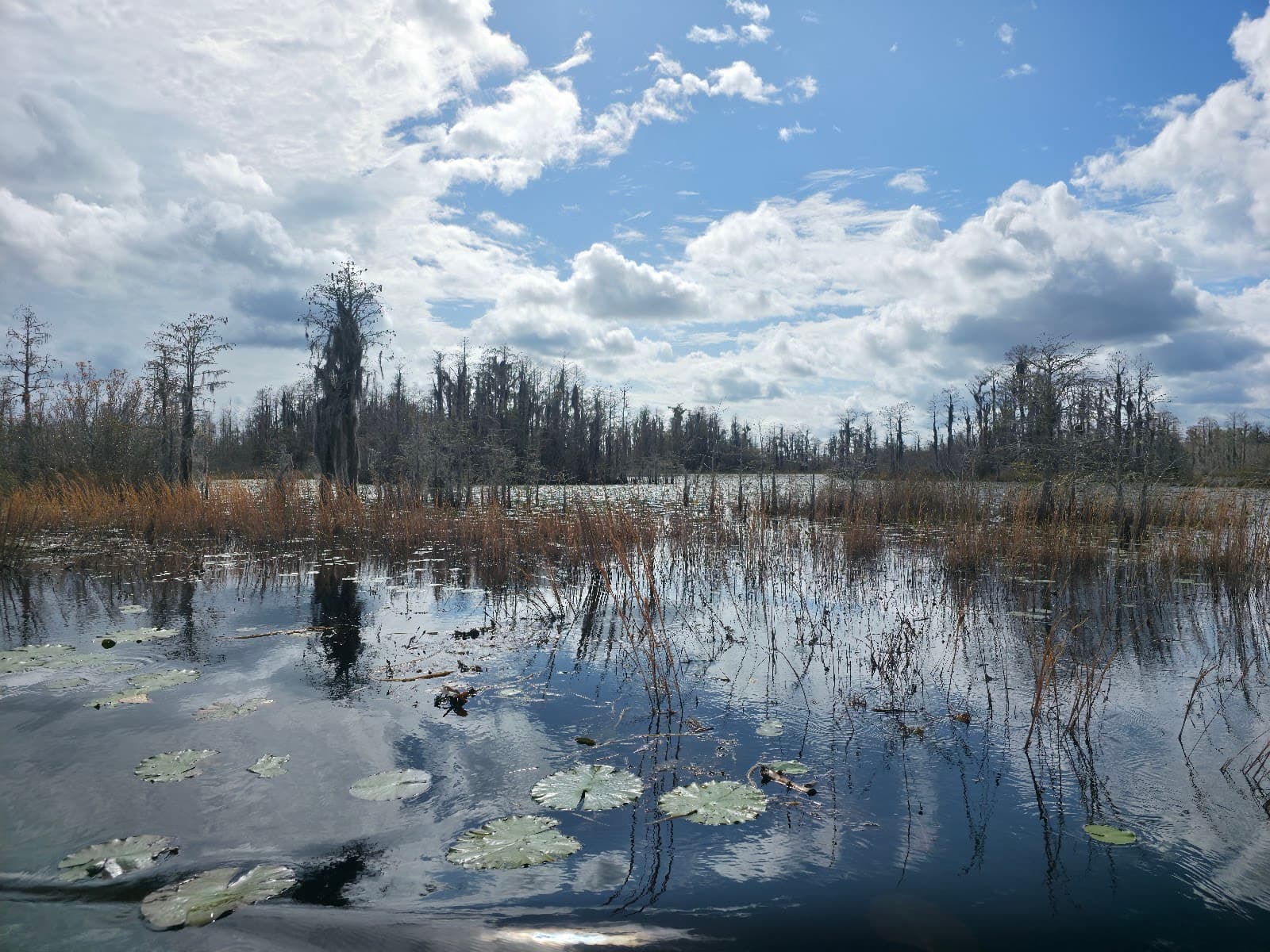 Okefenokee