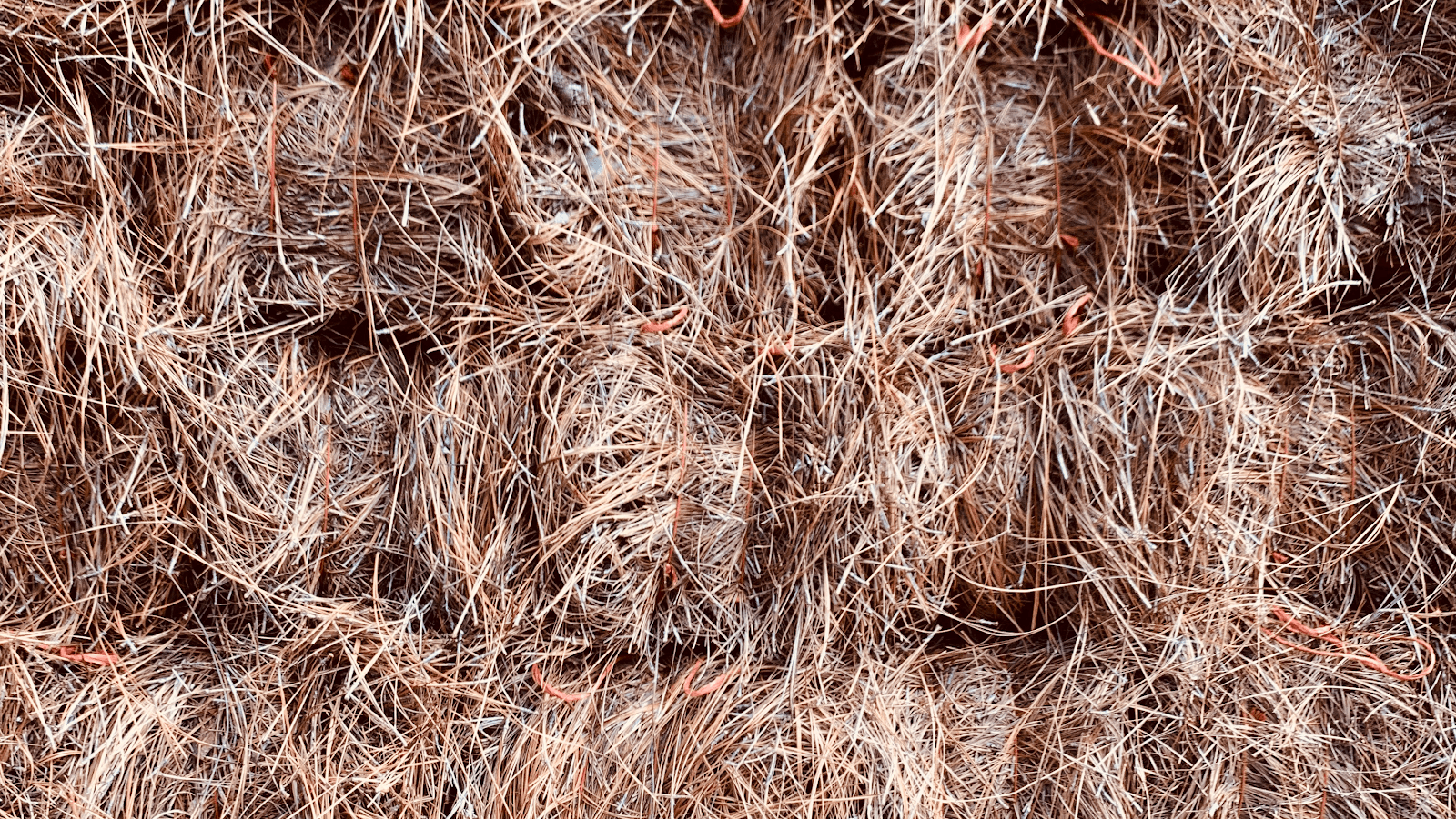 Pine Needles