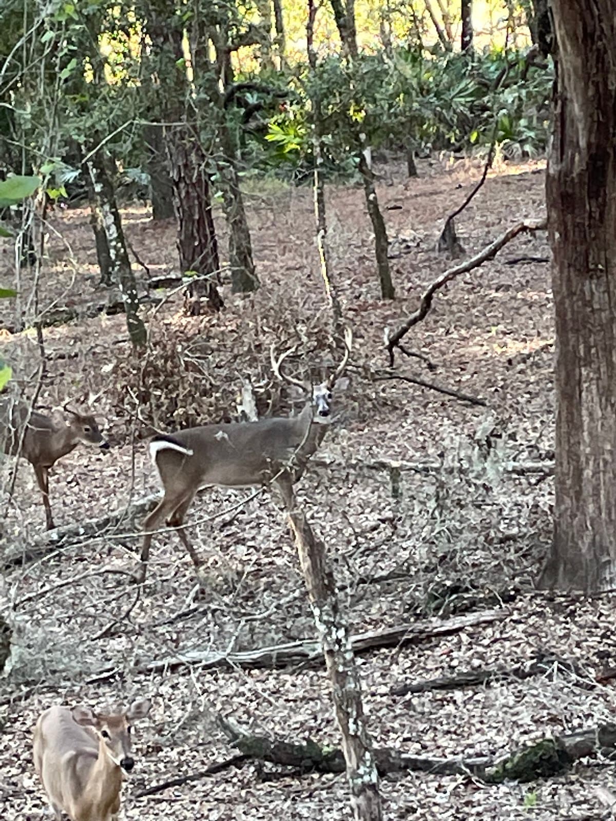 Triple S Golf Ranch